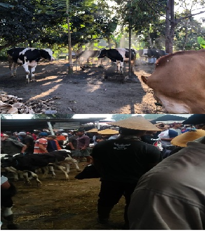 JUAL BELI SAPI Bp. SUNARYO